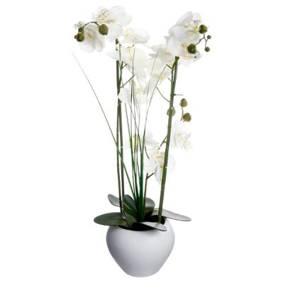 ORCHIDÉE + VASE EN CÉRAMIQUE BLANC 53CM