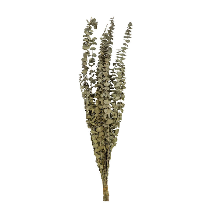 BOUQUET DE 15 BRANCHES D'EUCALYPTUS
