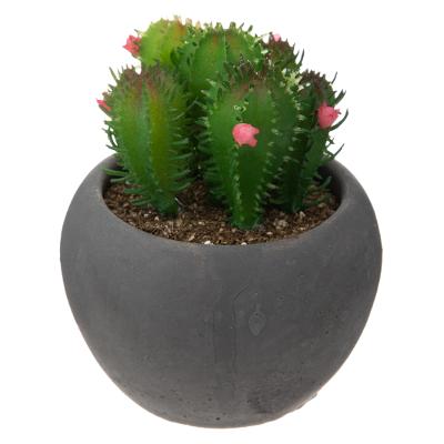 CACTUS MIX POT NOIR - CACTUS PETITES FLEURS ROSE