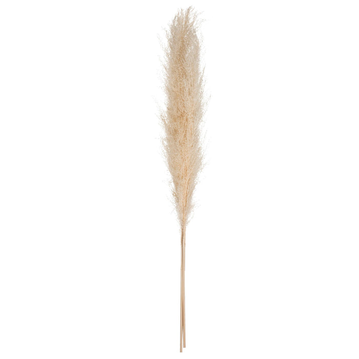 LOT DE 3 PAMPAS SÉCHÉES 109CM