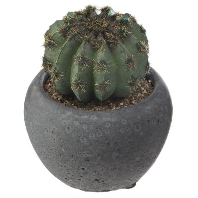 CACTUS MIX POT NOIR - GROS CACTUS VERT FONCÉ