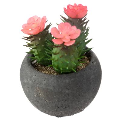 CACTUS MIX POT NOIR - FLEURS ROSES